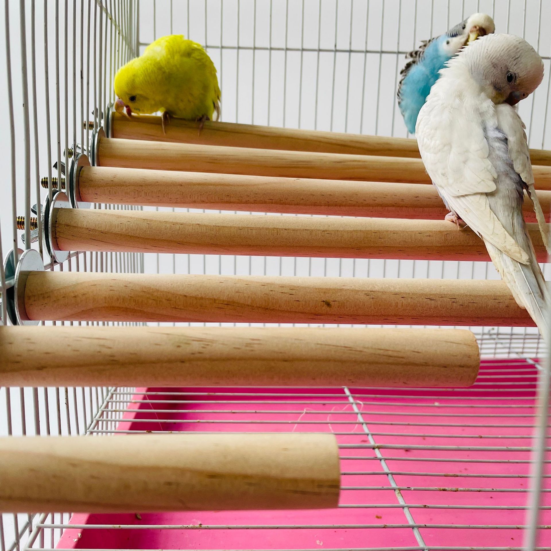Pet X Supplies & Tack Photos - Parrot Pet Raw Standing Stick Wood